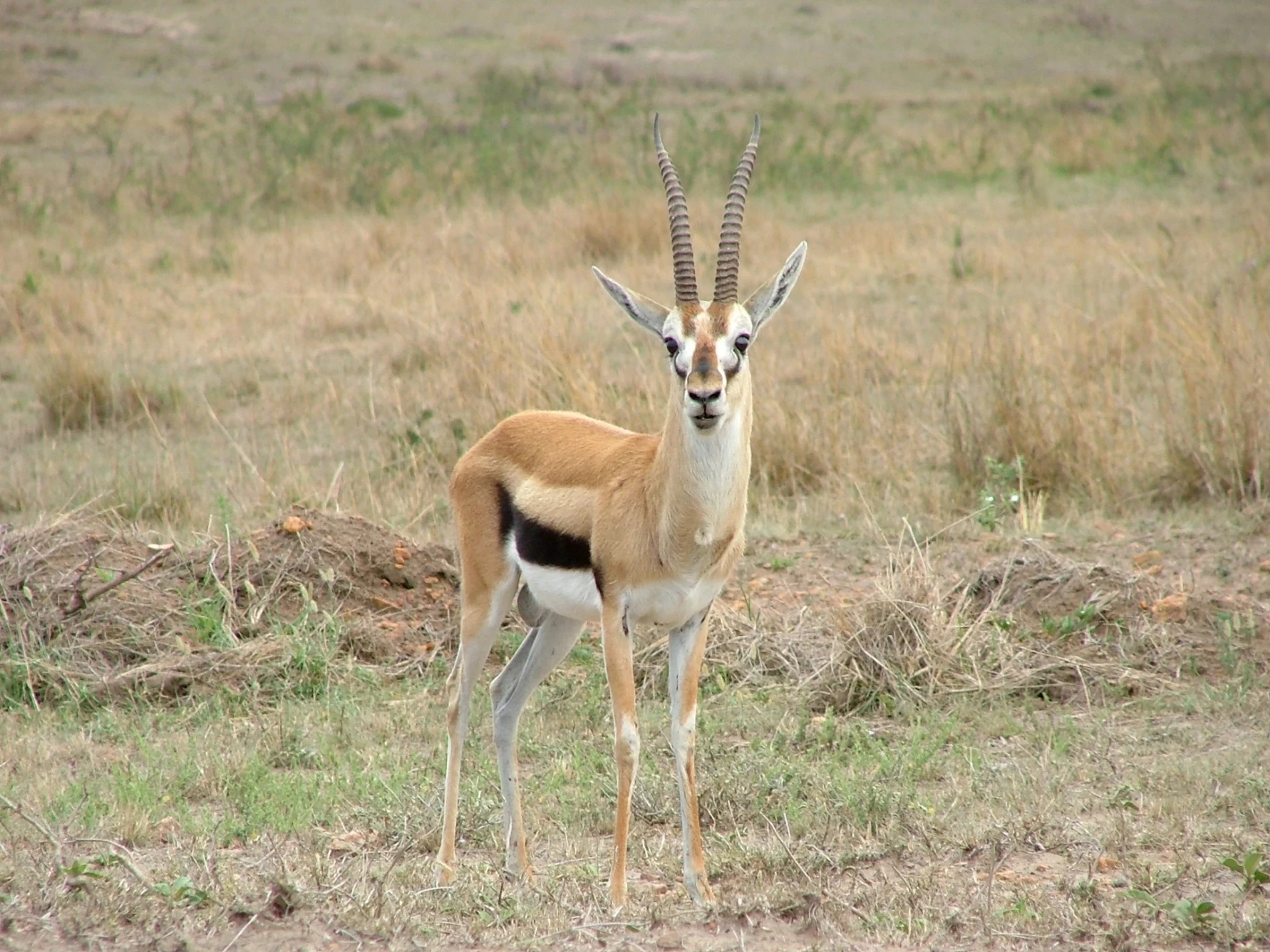 Gazelle